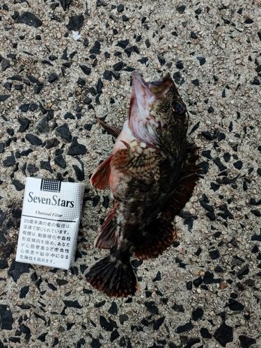 カサゴの釣果
