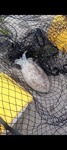コウイカの釣果