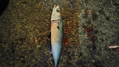 ゴマサバの釣果