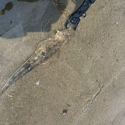 マゴチ