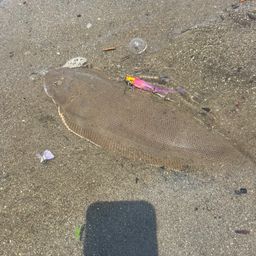 シタビラメ