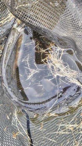 ナマズの釣果