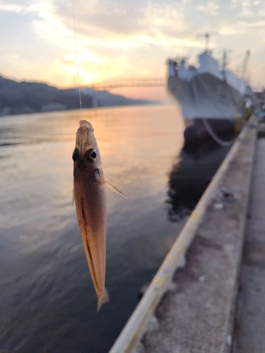 キスの釣果