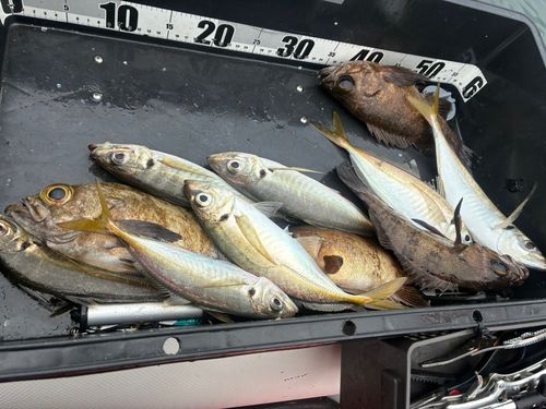 メバルの釣果