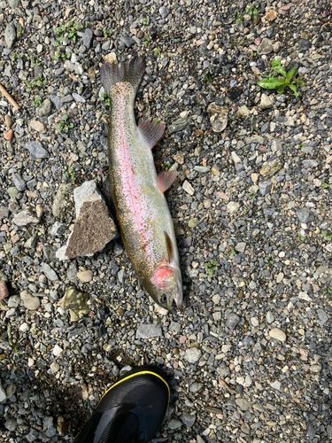 ニジマスの釣果