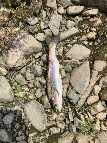 ニジマスの釣果