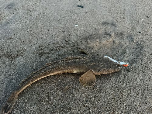 マゴチの釣果
