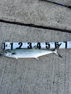 サゴシの釣果