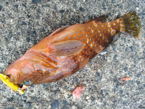 アコウの釣果