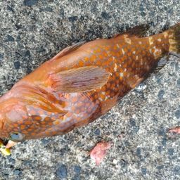 アコウ