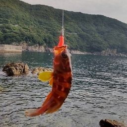 アカハタ