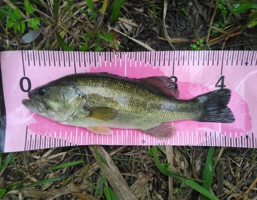 ブラックバスの釣果