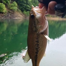 ブラックバス