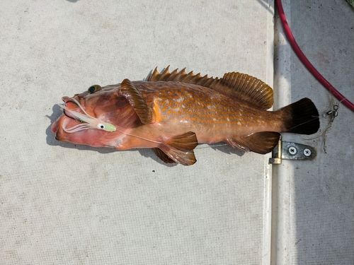 キジハタの釣果