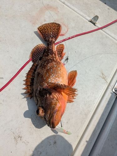 ウッカリカサゴの釣果