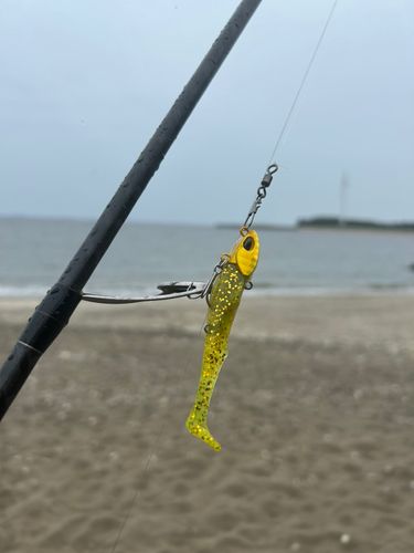 マゴチの釣果