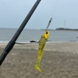 マゴチ