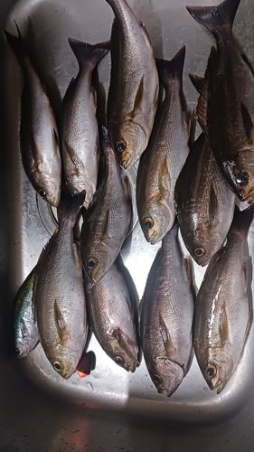 イサキの釣果
