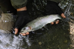 ニジマスの釣果