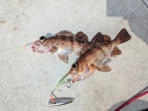 クロメバルの釣果