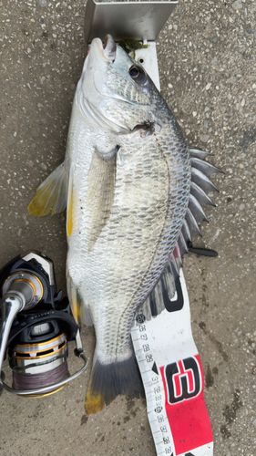 キビレの釣果
