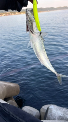 サバの釣果