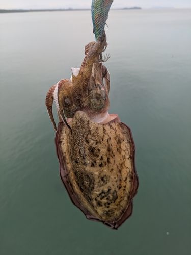 コウイカの釣果