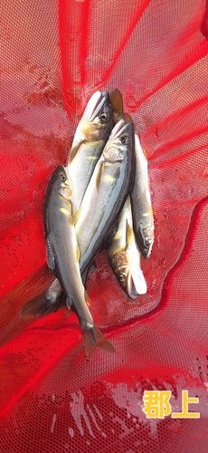 アユの釣果