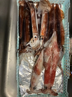 ケンサキイカの釣果