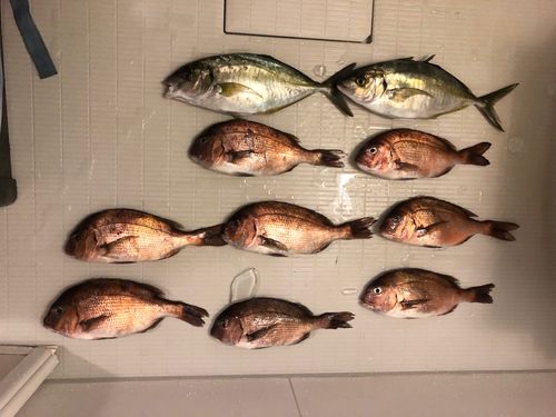 シマアジの釣果