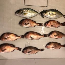 シマアジ