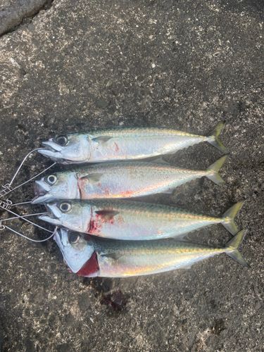 サバの釣果