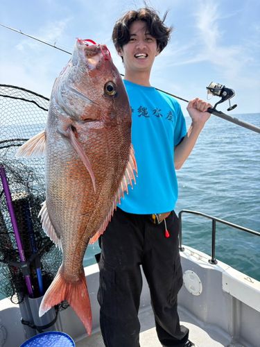 マダイの釣果