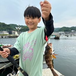 メバル