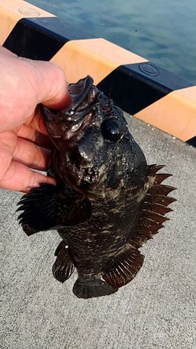 ムラソイの釣果