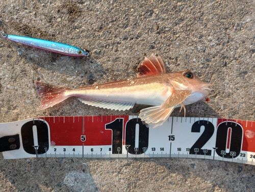 オニカナガシラの釣果