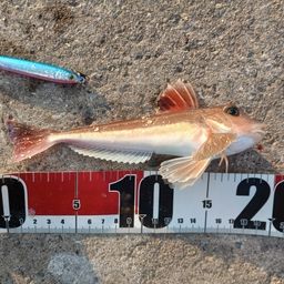 オニカナガシラ