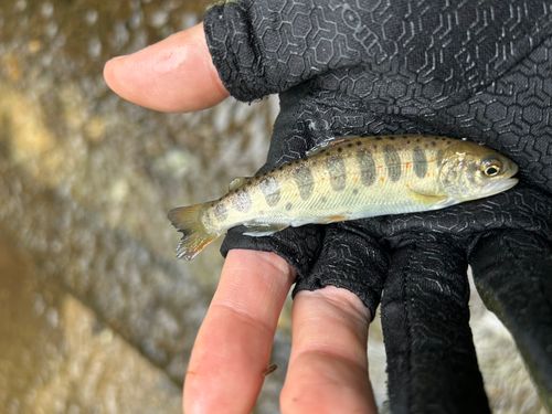 アマゴの釣果