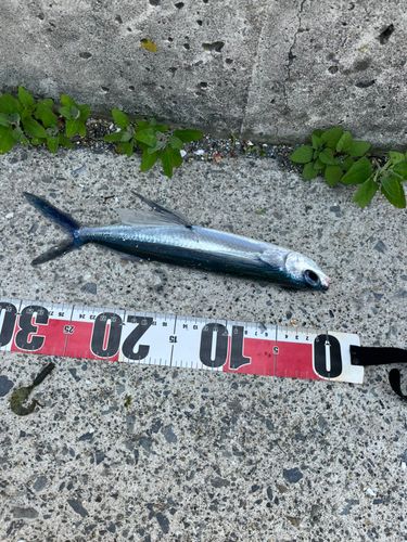 トビウオの釣果