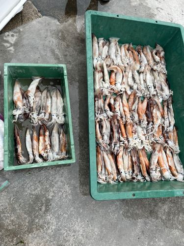 スルメイカの釣果