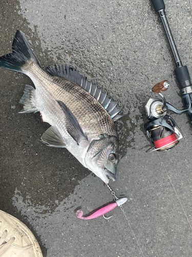 チヌの釣果