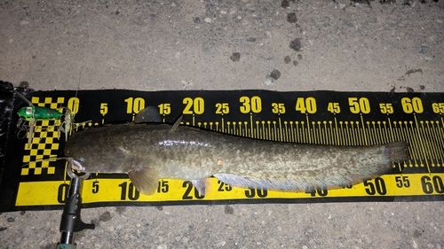 ナマズの釣果