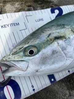 ワラサの釣果