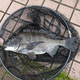 クロダイ