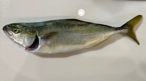 ワカシの釣果