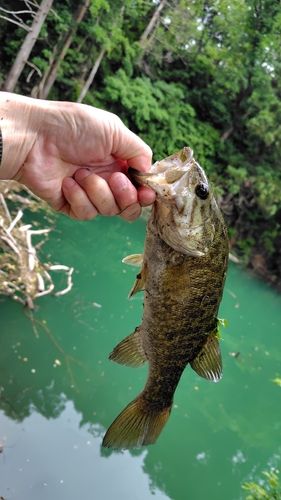スモールマウスバスの釣果