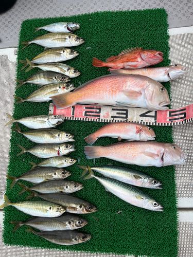 釣果