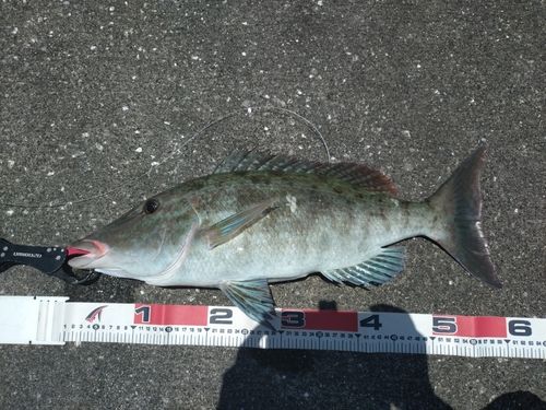 キツネフエフキの釣果