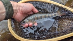 ヤマメの釣果