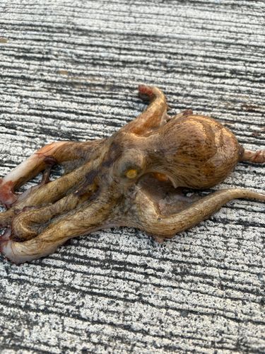 タコの釣果